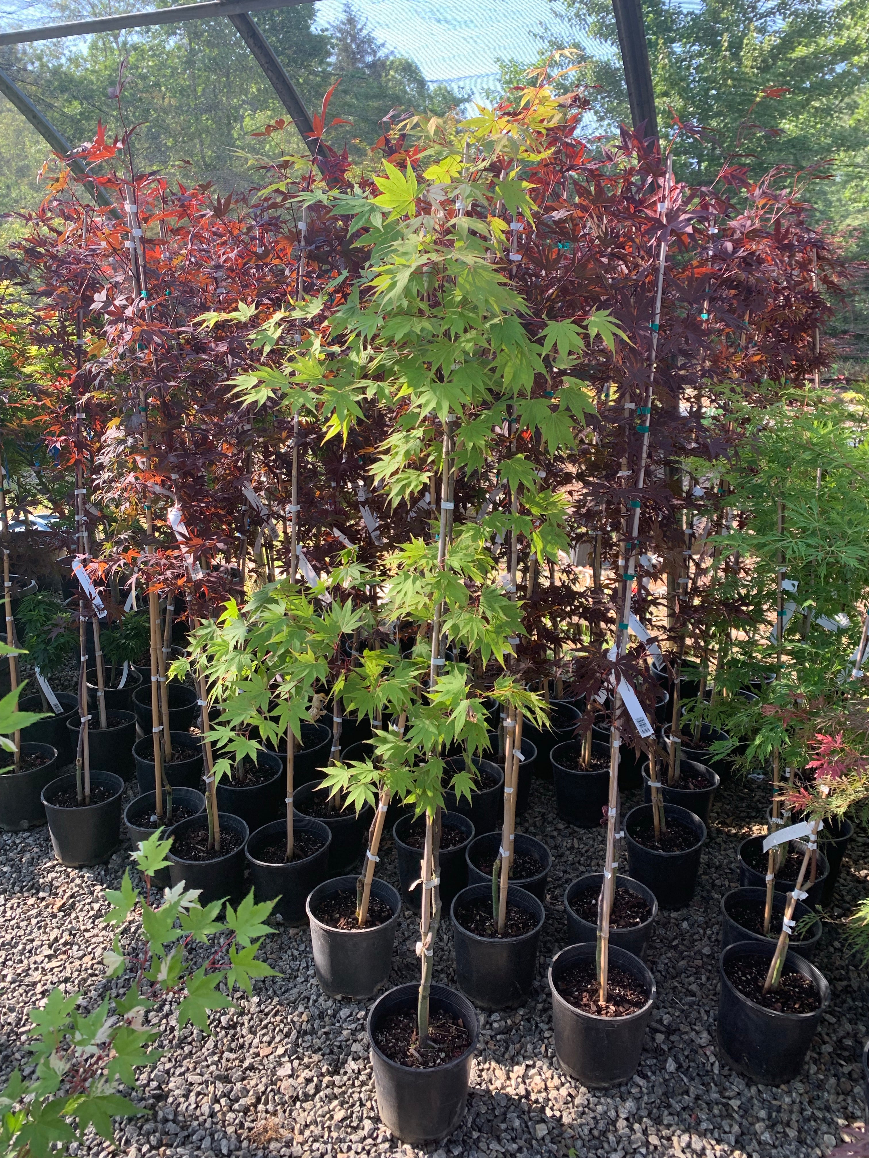 Buy Acer palmatum 'Osakazuki' Japanese Maple — Mr Maple │ Buy