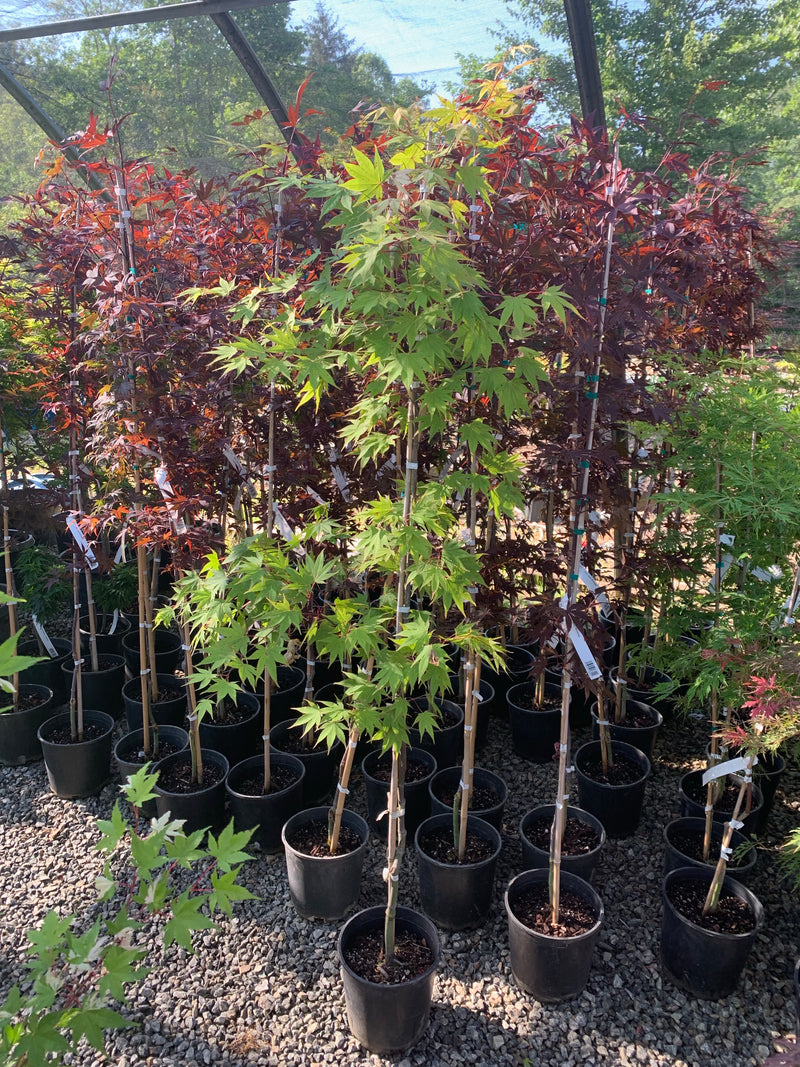 - Acer palmatum 'Osakazuki' Japanese Maple - Mr Maple │ Buy Japanese Maple Trees
