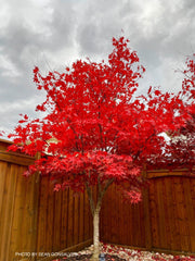 - Acer palmatum 'Osakazuki' Japanese Maple - Mr Maple │ Buy Japanese Maple Trees