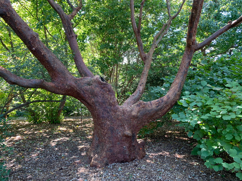 - Acer griseum - Paperbark Maple - Mr Maple │ Buy Japanese Maple Trees