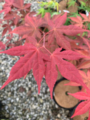 - Acer palmatum 'Gable's Glory' Chameleon Japanese Maple - Mr Maple │ Buy Japanese Maple Trees