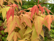 - Acer oliverianum 'Hot Blonde' Golden Japanese Maple - Mr Maple │ Buy Japanese Maple Trees