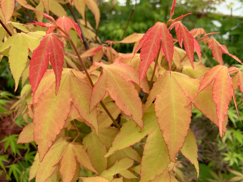 - Acer oliverianum 'Hot Blonde' Golden Japanese Maple - Mr Maple │ Buy Japanese Maple Trees