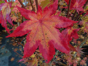 - Acer palmatum 'Summer Gold' Japanese Maple - Mr Maple │ Buy Japanese Maple Trees