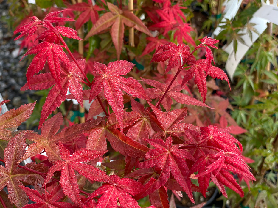 Acer palmatum 'Bonfire' Japanese Maple