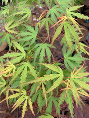 - Acer palmatum 'Green Strap' Rare Japanese Maple - Mr Maple │ Buy Japanese Maple Trees