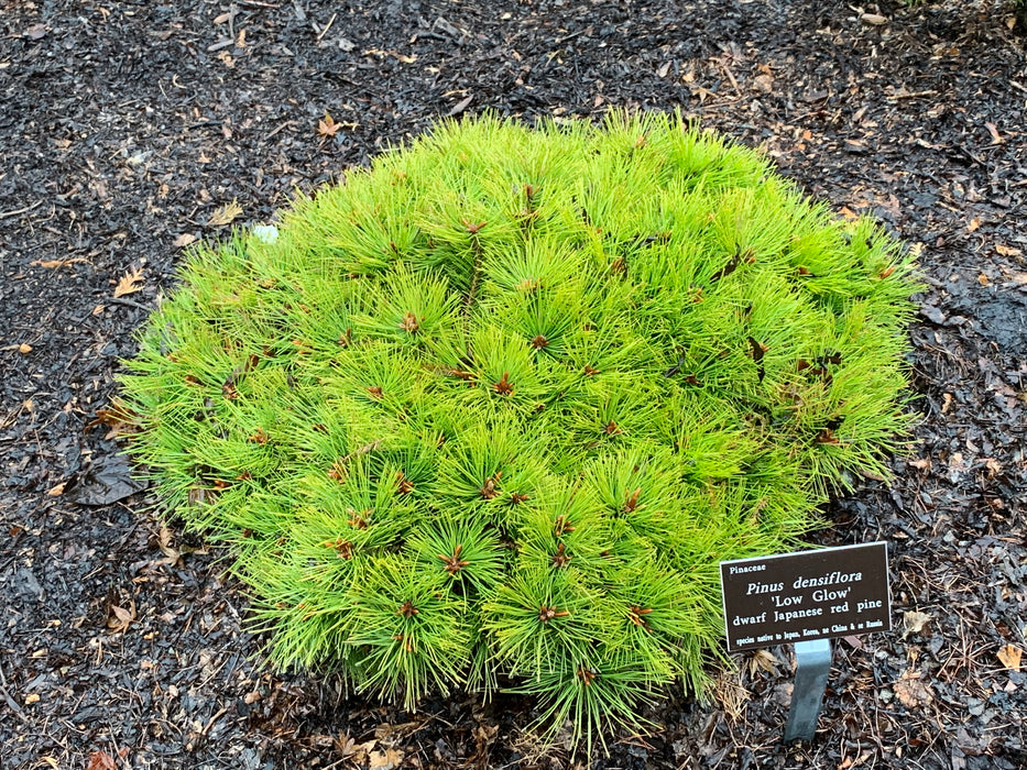 Pinus densiflora 'Low Glow' Dwarf Japanese Red Pine Tree