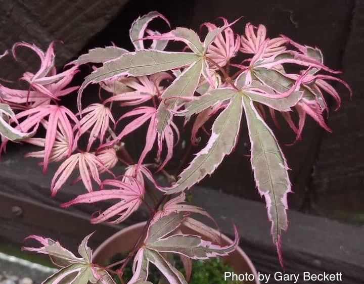 FOR PICKUP ONLY | Acer palmatum 'Shirazz' Japanese Maple | DOES NOT SHIP