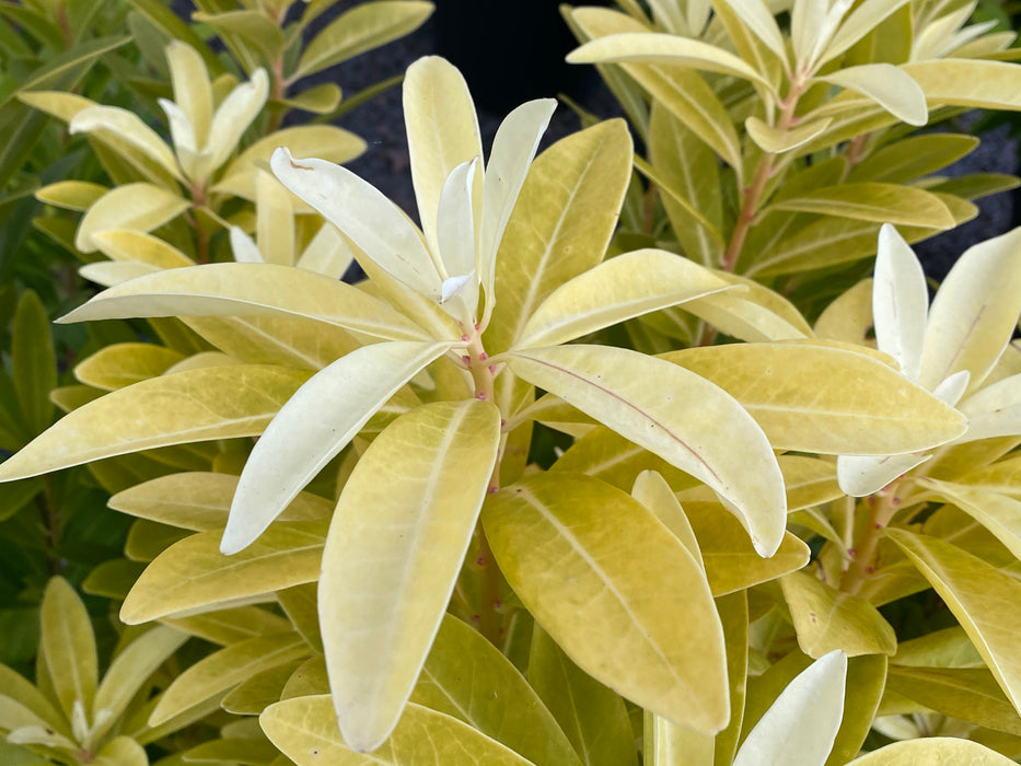 Illicium parviflora 'Florida Sunshine' Golden Anise Shrub by