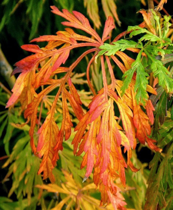 Acer japonicum 'Ao jutan' Japanese Maple