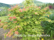 - Acer japonicum 'Mai kujaku' Dancing Peacock Japanese Maple - Mr Maple │ Buy Japanese Maple Trees