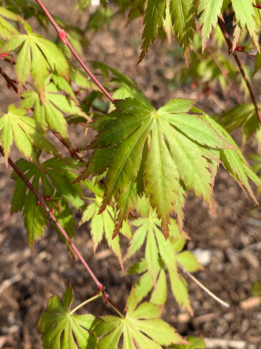 Acer palmatum 'Fountain of Youth' Japanese Maple