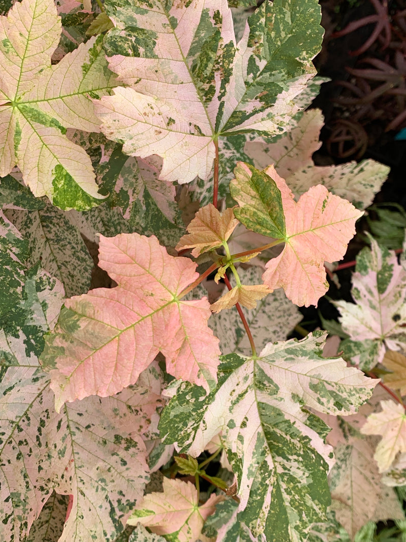 - Acer pseudoplatanus 'Esk Sunset' Rare Variegated Eskimo Sunset Maple - Mr Maple │ Buy Japanese Maple Trees