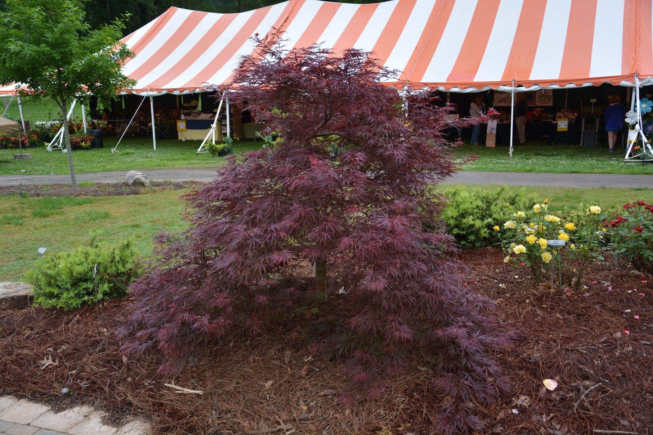 Buy Acer palmatum dissectum 'Red Dragon' Dwarf Japanese Maple — Mr