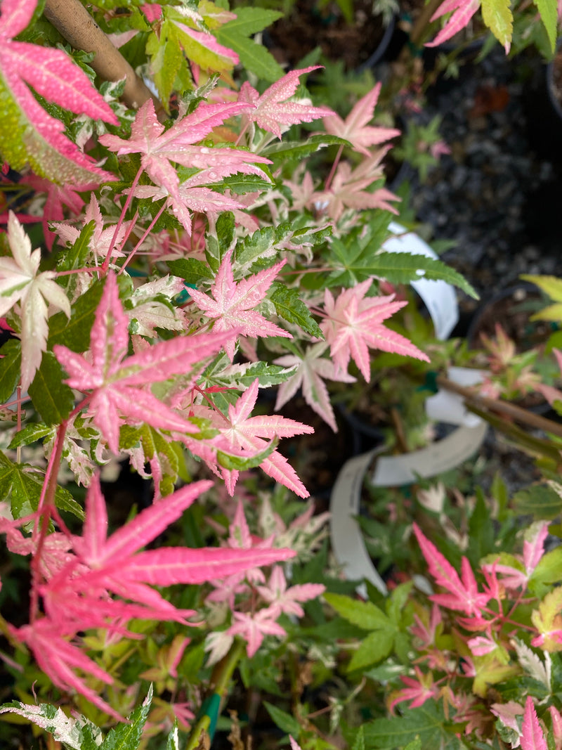 - Acer palmatum 'Ilarian' Japanese Maple - Mr Maple │ Buy Japanese Maple Trees