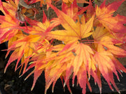 - Acer palmatum 'Koi' Dwarf Japanese Maple - Mr Maple │ Buy Japanese Maple Trees