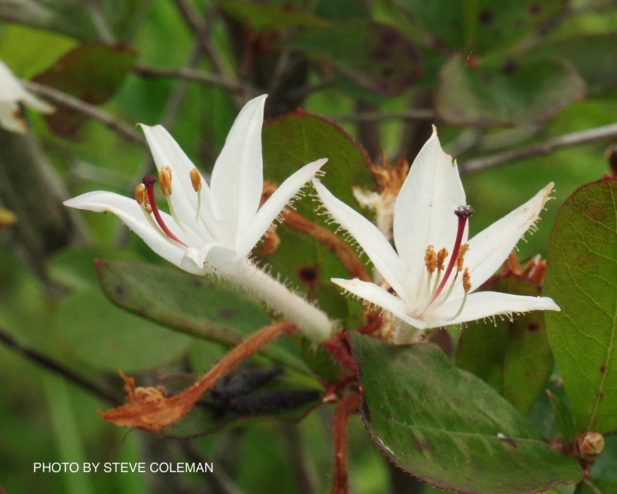 Rhododendron viscosum v. serrulatum Native Hammocksweet Azalea