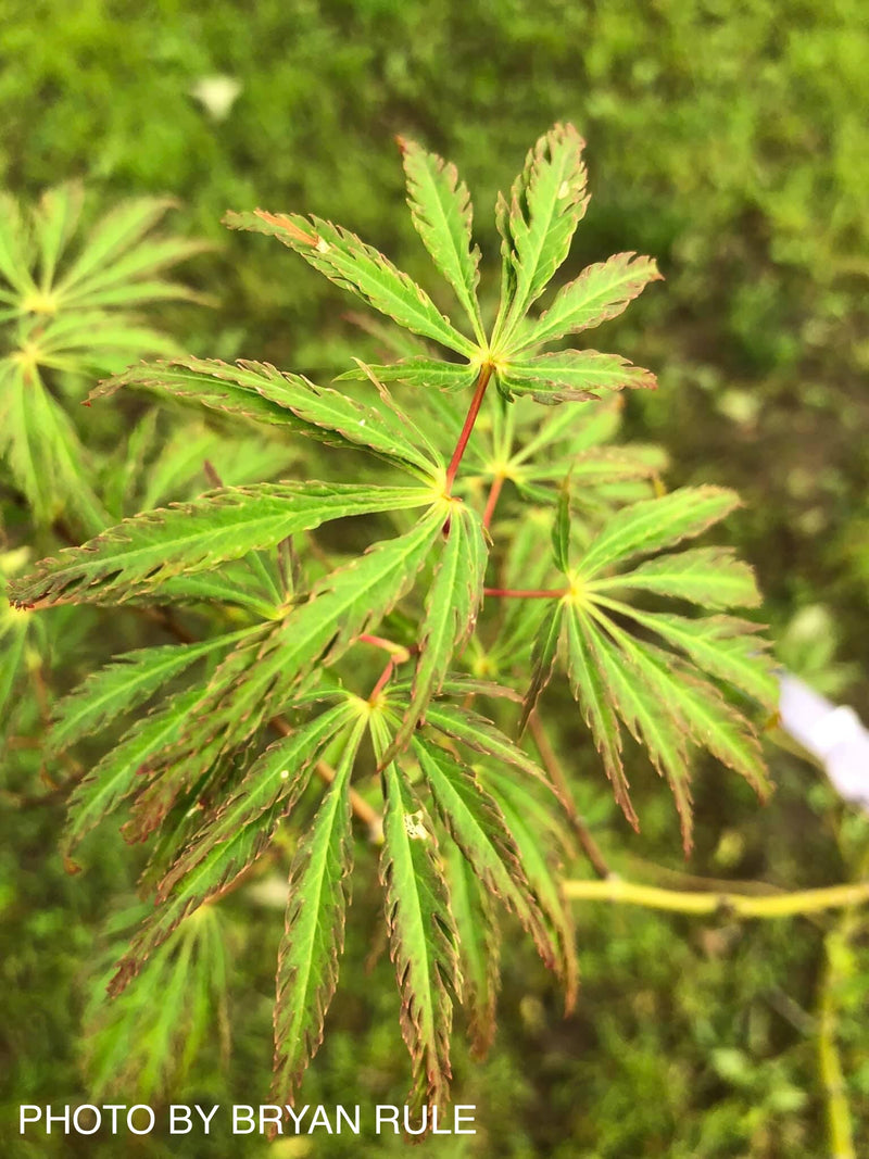 - Acer palmatum 'Jeddeloh Orange' Weeping Japanese Maple - Mr Maple │ Buy Japanese Maple Trees