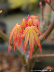 - Acer palmatum 'Alan's Gold' Pinebark Japanese Maple - Mr Maple │ Buy Japanese Maple Trees