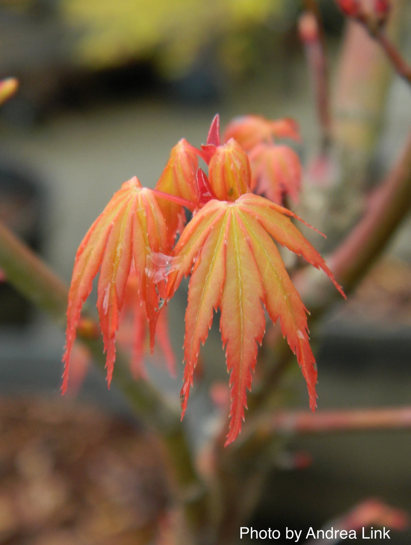 - Acer palmatum 'Alan's Gold' Pinebark Japanese Maple - Mr Maple │ Buy Japanese Maple Trees