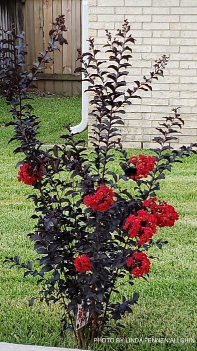 Lagerstroemia 'Ebony Embers' Red Flowering Crepe Myrtle