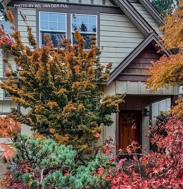 - Acer palmatum 'Shishigashira' Lion's Head Japanese Maple - Mr Maple │ Buy Japanese Maple Trees