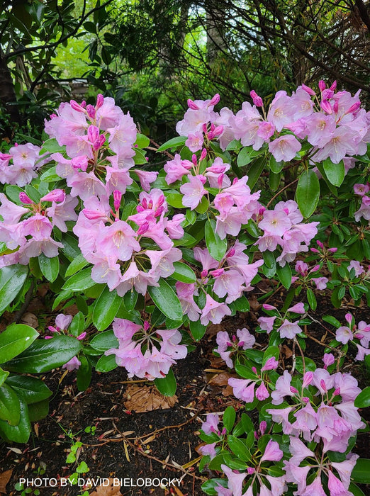 Rhododendron 'Peppermint Twist' Pink Blooms