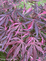 - FOR PICKUP ONLY | Acer palmatum 'Lileeanne's Jewel' Japanese Maple | DOES NOT SHIP - Mr Maple │ Buy Japanese Maple Trees
