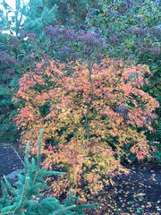 - Acer palmatum 'Green Strap' Rare Japanese Maple - Mr Maple │ Buy Japanese Maple Trees