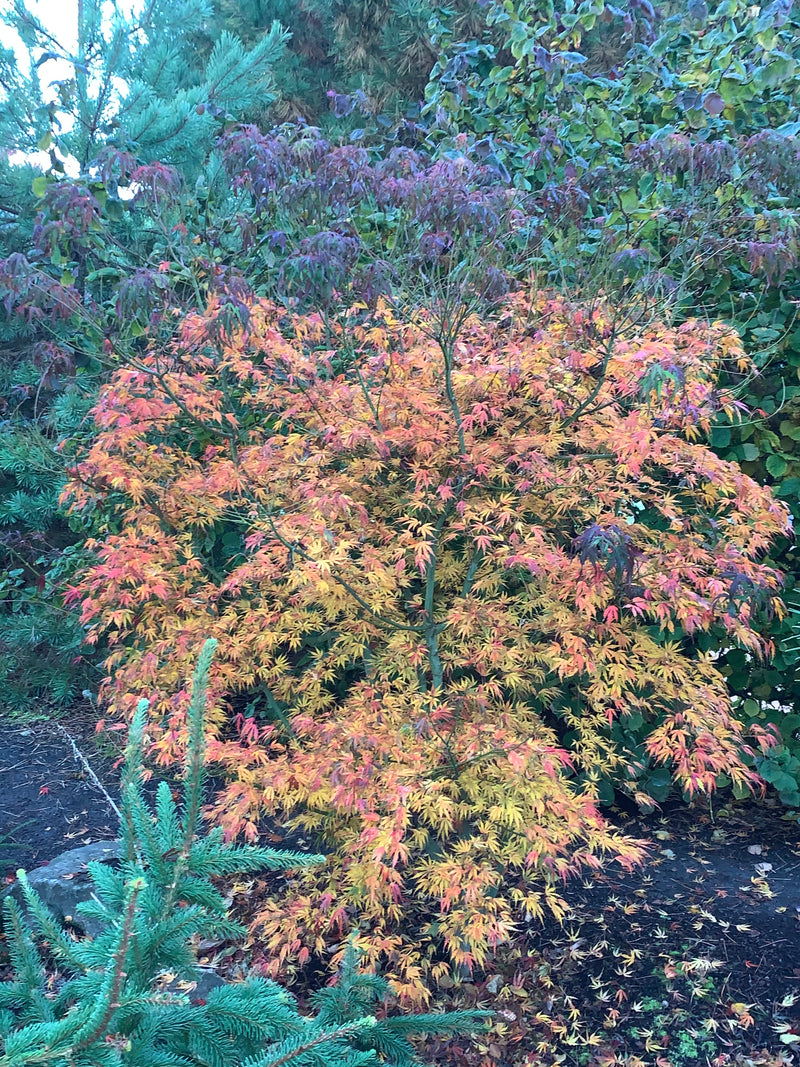 - Acer palmatum 'Green Strap' Rare Japanese Maple - Mr Maple │ Buy Japanese Maple Trees