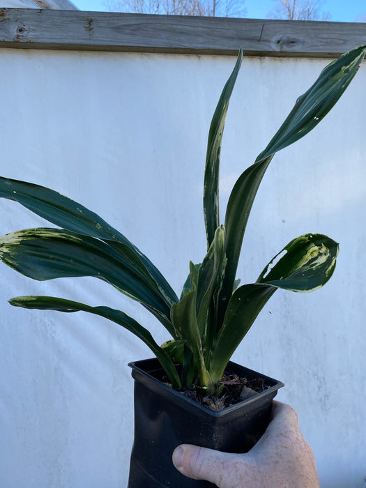 Rohdea japonica 'Washit aka kuma' Variegated Omoto Sacred Lily