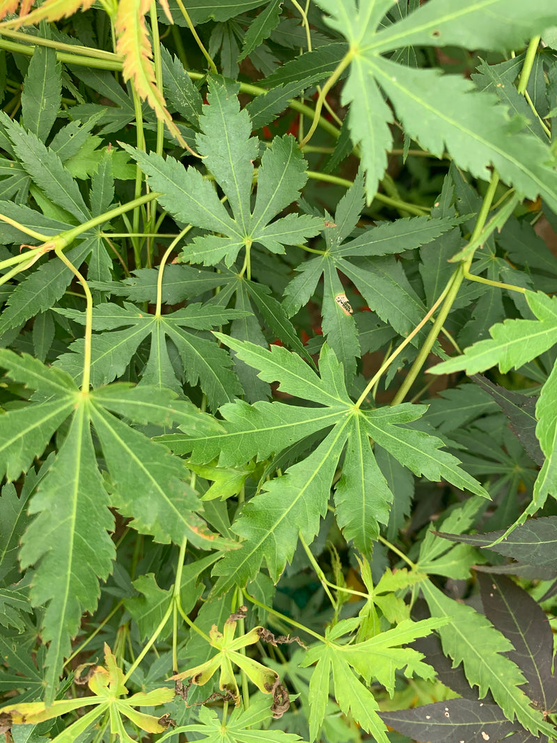 - Acer palmatum 'Fountain of Youth' Japanese Maple - Mr Maple │ Buy Japanese Maple Trees