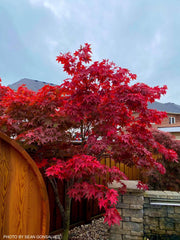 - Acer palmatum 'Osakazuki' Japanese Maple - Mr Maple │ Buy Japanese Maple Trees