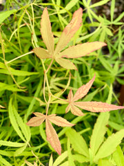 - Acer palmatum 'Yellow Threads' Rare Japanese Maple - Mr Maple │ Buy Japanese Maple Trees