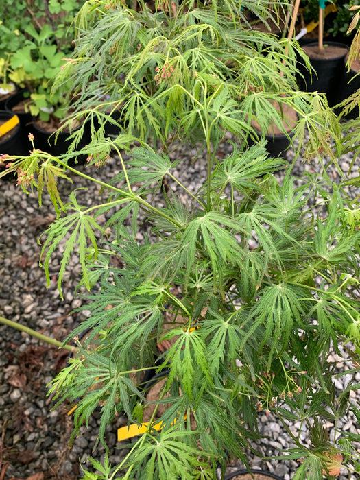 Acer palmatum x shirasawanum ‘Green River' Weeping Japanese Maple