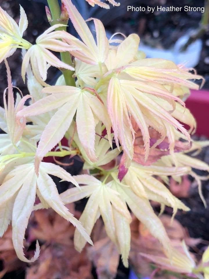 - Acer palmatum 'Mayday' Rare Dwarf Japanese Maple - Mr Maple │ Buy Japanese Maple Trees