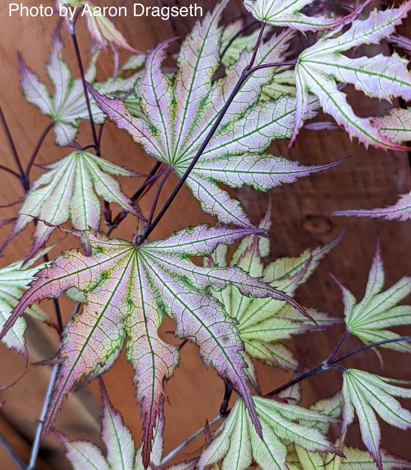 - Acer palmatum 'Firefly' Japanese Maple - Mr Maple │ Buy Japanese Maple Trees