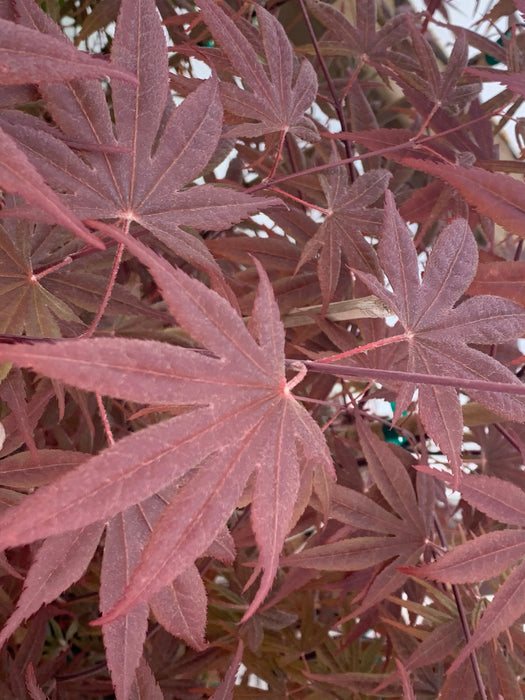 Acer palmatum 'Whitney Red' Red Japanese Maple Tree