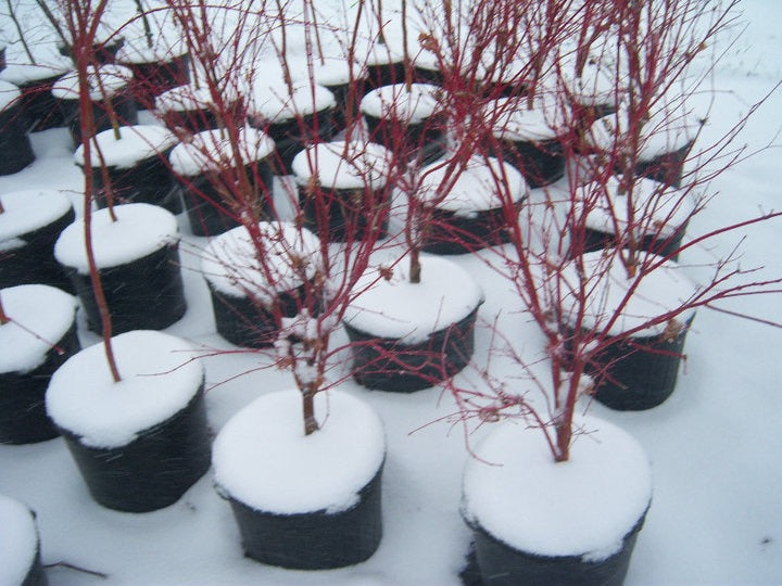 - Acer palmatum 'Sango kaku' Coral Bark Japanese Maple - Mr Maple │ Buy Japanese Maple Trees