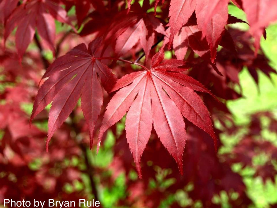 Acer palmatum 'Hefner's Red' Japanese Maple