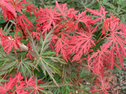 - FOR PICK UP ONLY | Acer palmatum 'Orangeola' Japanese Maple | DOES NOT SHIP - Mr Maple │ Buy Japanese Maple Trees