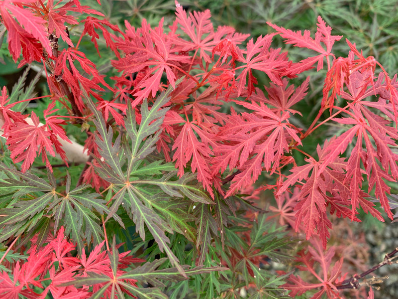 - FOR PICK UP ONLY | Acer palmatum 'Orangeola' Japanese Maple | DOES NOT SHIP - Mr Maple │ Buy Japanese Maple Trees