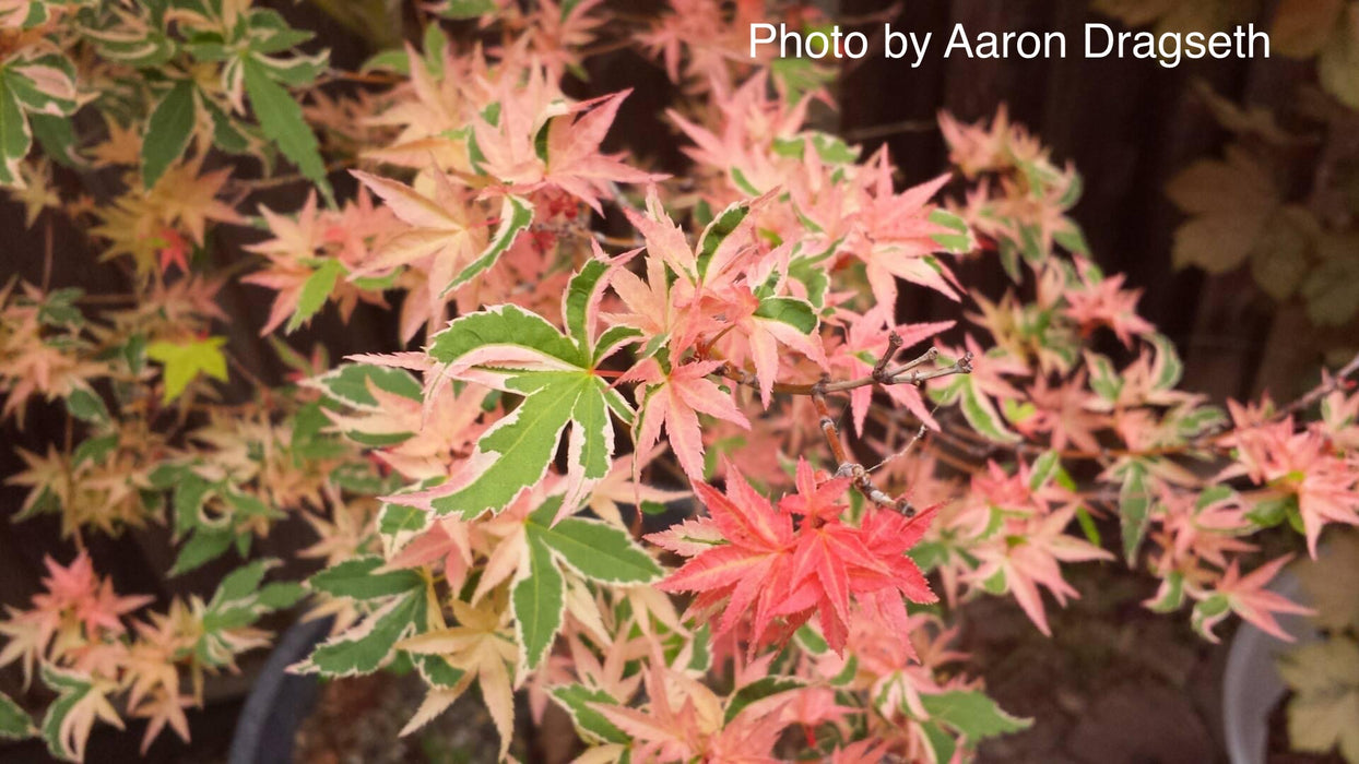 Acer palmatum 'Butterfly' Japanese Maple