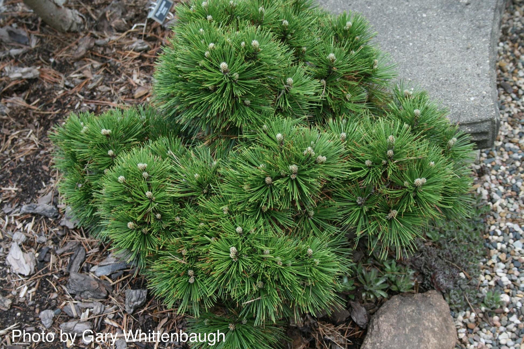 Pinus heldreichii 'Smidtii' Dwarf Bosnian Pine