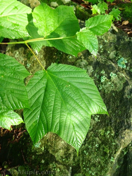 Acer pensylvanicum Snakebark maple
