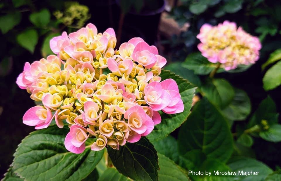 Hydrangea macrophylla ‘Love’ Double Bloom Hydrangea