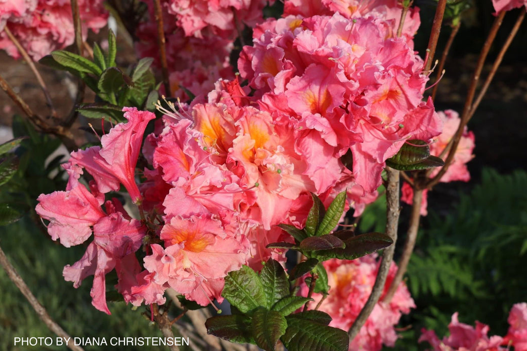 Azalea 'Pink-A-Boo’ Pink Flowers Deciduous Azalea