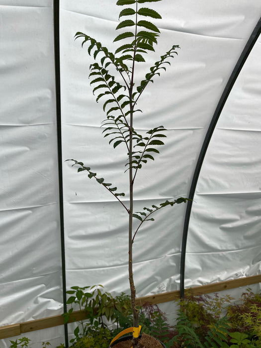 Sorbus xthuringiaca 'Fastigiata' Narrow Mountain Ashe Tree