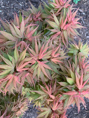 - Acer palmatum 'Mystic Mikawa' Miniature Japanese Maple - Mr Maple │ Buy Japanese Maple Trees