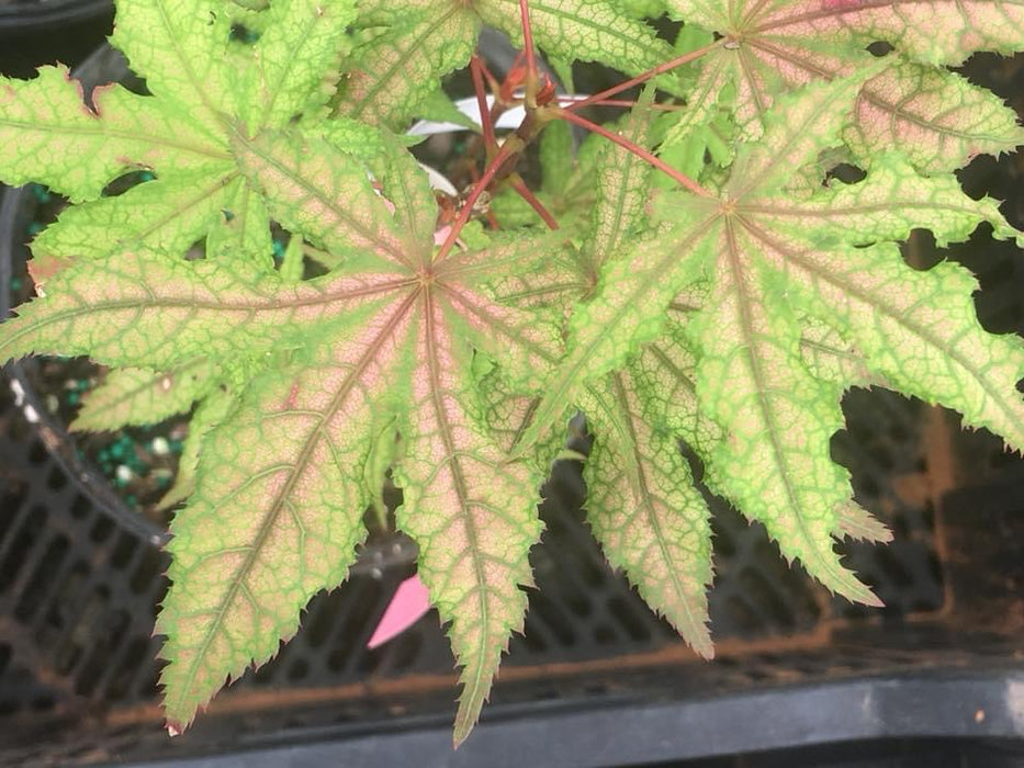 Acer palmatum 'Jubilee' Japanese Maple